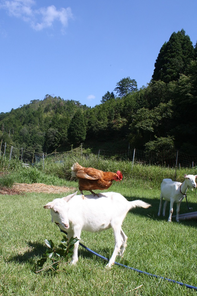 Farm-Inn Torikotoya