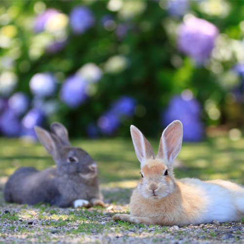 Kyukamura Okunoshima